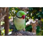 Pet Bird Album George
