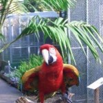 Elmo Elmo