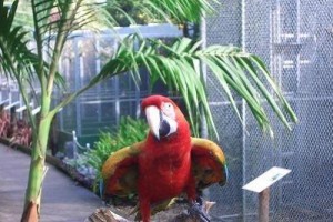 Elmo Elmo