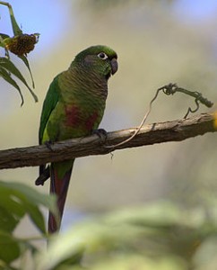maroon bellied conure maroon bellied conure