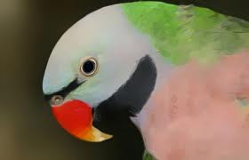 moustached moustached