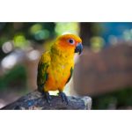 Sun Conure