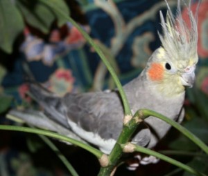 Cockatiel
