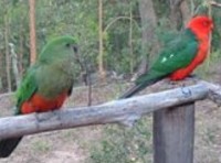 King parrot King parrot